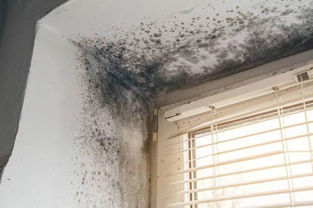 Affordable Mold Removal solutions in Castleton, VA